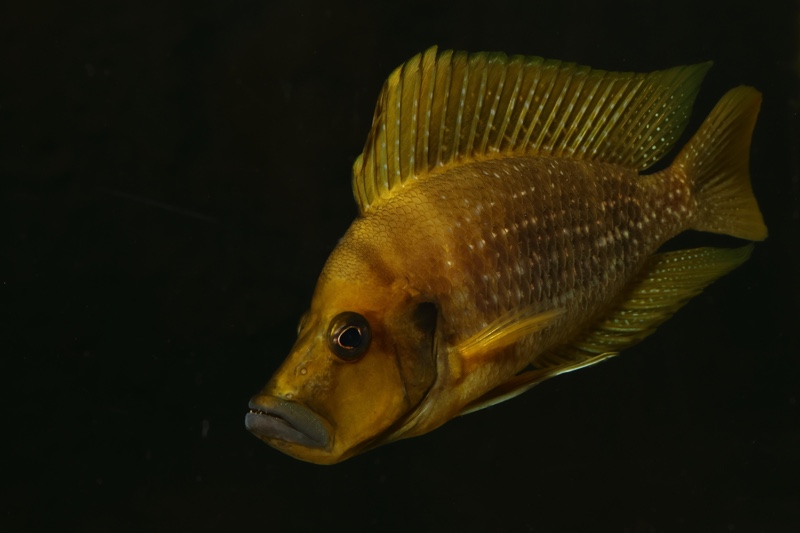 Altolamprologus compressiceps 'Talama'